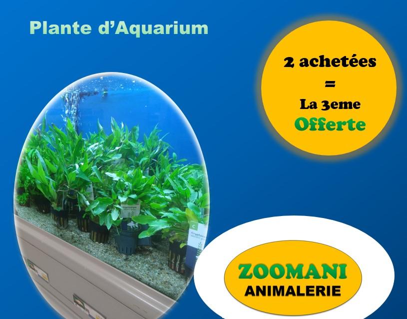 Promo plante aquarium